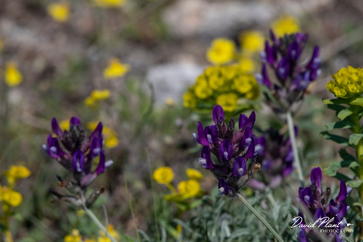 DPPhotography - Wildlife Photography - Bulgaria - Astragalus vesicarius - C.jpg - Astragalus vesicarius - Balgarevo steppe, Bulgaria