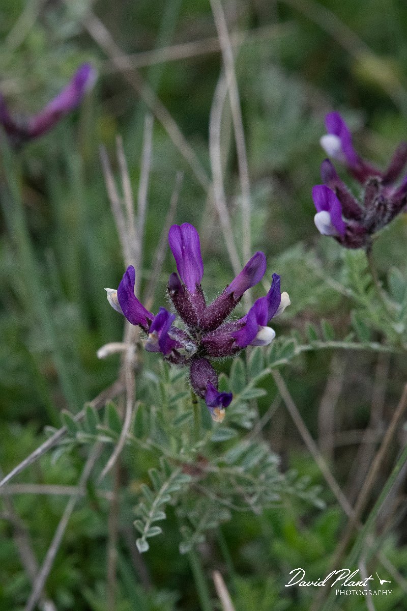 DPPhotography - Wildlife Photography - Bulgaria - Astragalus vesicarius - D.jpg - Astragalus vesicarius - Bolata Beach, Bulgaria
