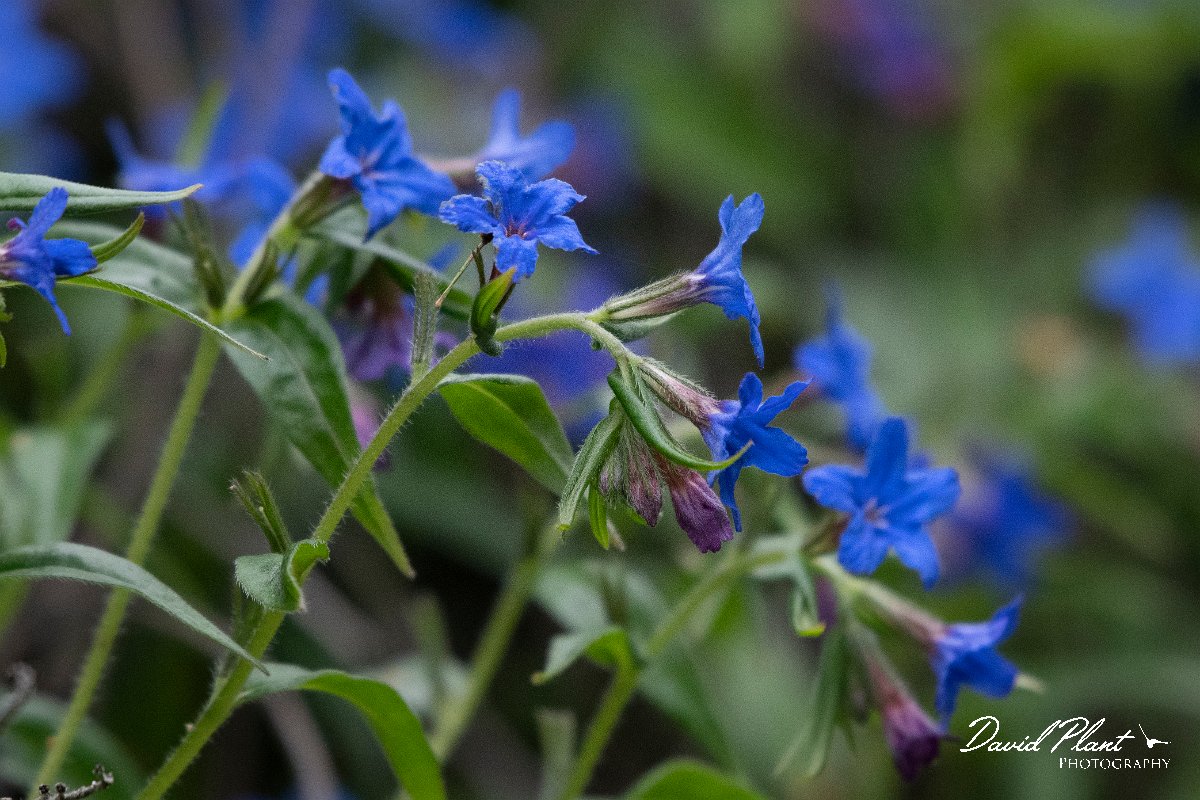 DPPhotography - Wildlife Photography - Bulgaria - Buglossoides purpurocaerulea - A.jpg - Buglossoides purpurocaerulea - Balchik, Bulgaria