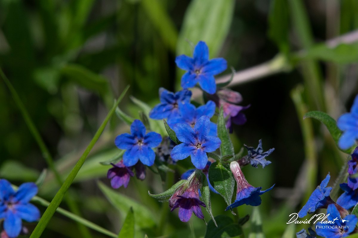DPPhotography - Wildlife Photography - Bulgaria - Buglossoides purpurocaerulea - B.jpg - Buglossoides purpurocaerulea - Bolata Beach, Bulgaria