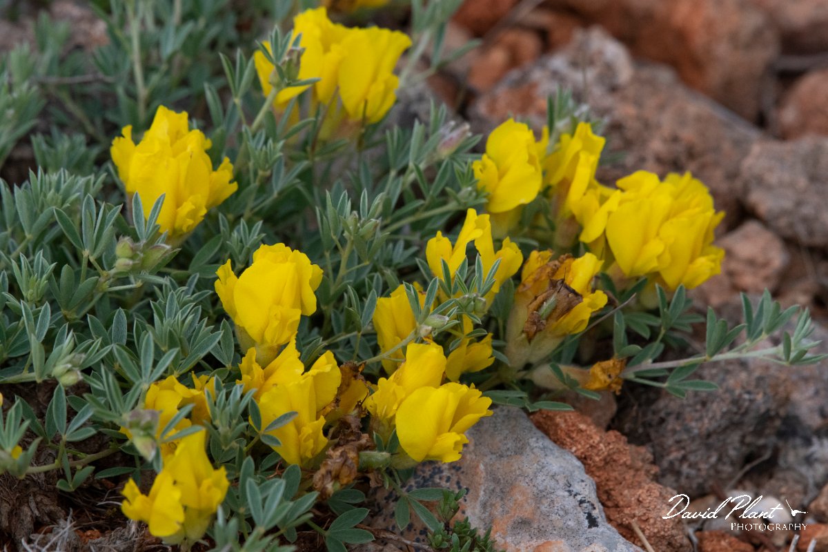 DPPhotography - Wildlife Photography - Bulgaria - Chamaecytisus jankae - B.jpg - Chamaecytisus jankae - Bolata Beach, Bulgaria