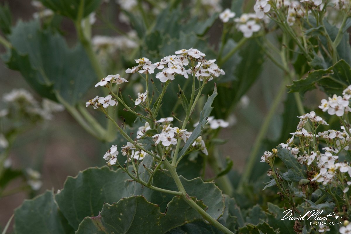 DPPhotography - Wildlife Photography - Bulgaria - Crambe maritima, sea kale - A.jpg - Crambe maritima, sea kale - Durankaluk Lake, Bulgaria