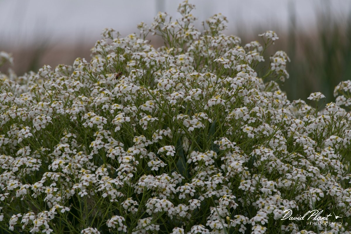 DPPhotography - Wildlife Photography - Bulgaria - Crambe maritima, sea kale - B.jpg - Crambe maritima, sea kale - Durankaluk Lake, Bulgaria