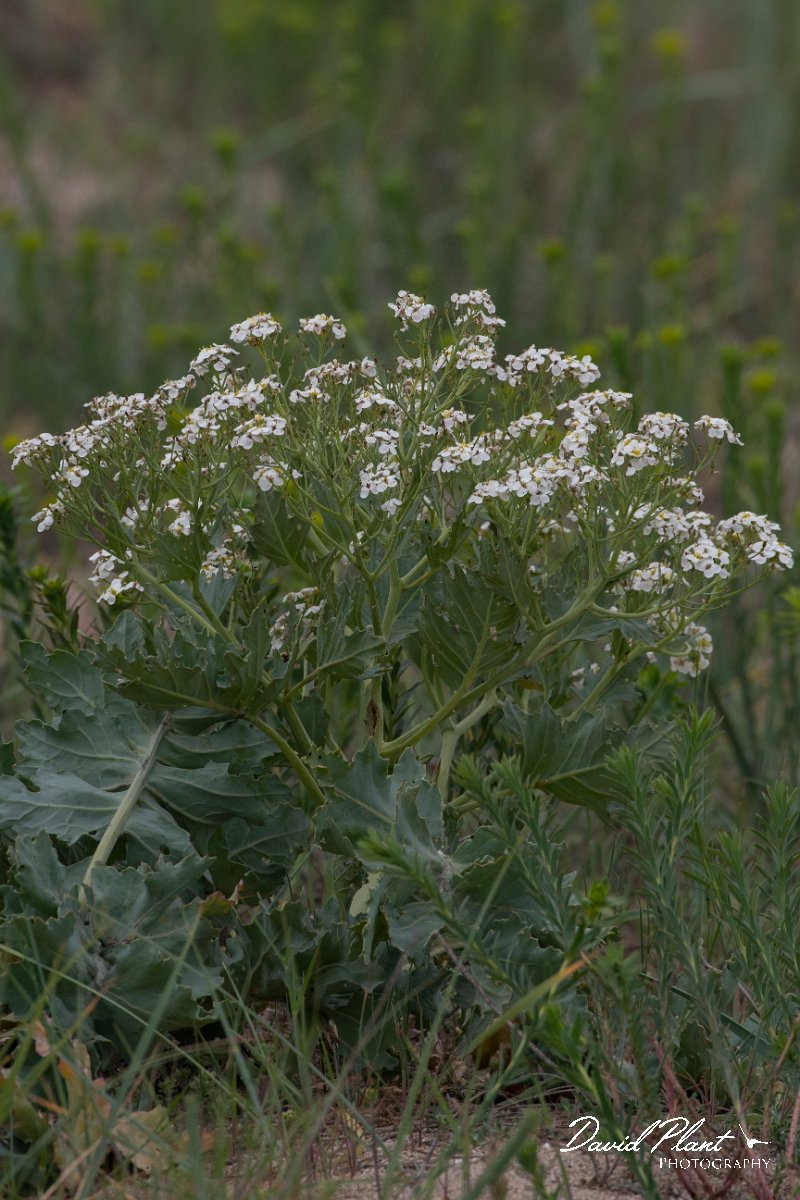 DPPhotography - Wildlife Photography - Bulgaria - Crambe maritima, sea kale - C.jpg - Crambe maritima, sea kale - Durankaluk Lake, Bulgaria