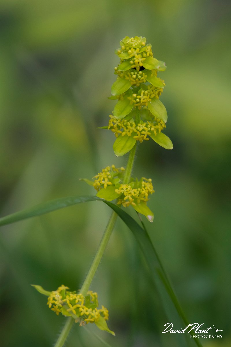 DPPhotography - Wildlife Photography - Bulgaria - Crosswort, Cruciata laevipes - A.jpg - Crosswort, Cruciata laevipes - Raptor watch point, Bulgaria
