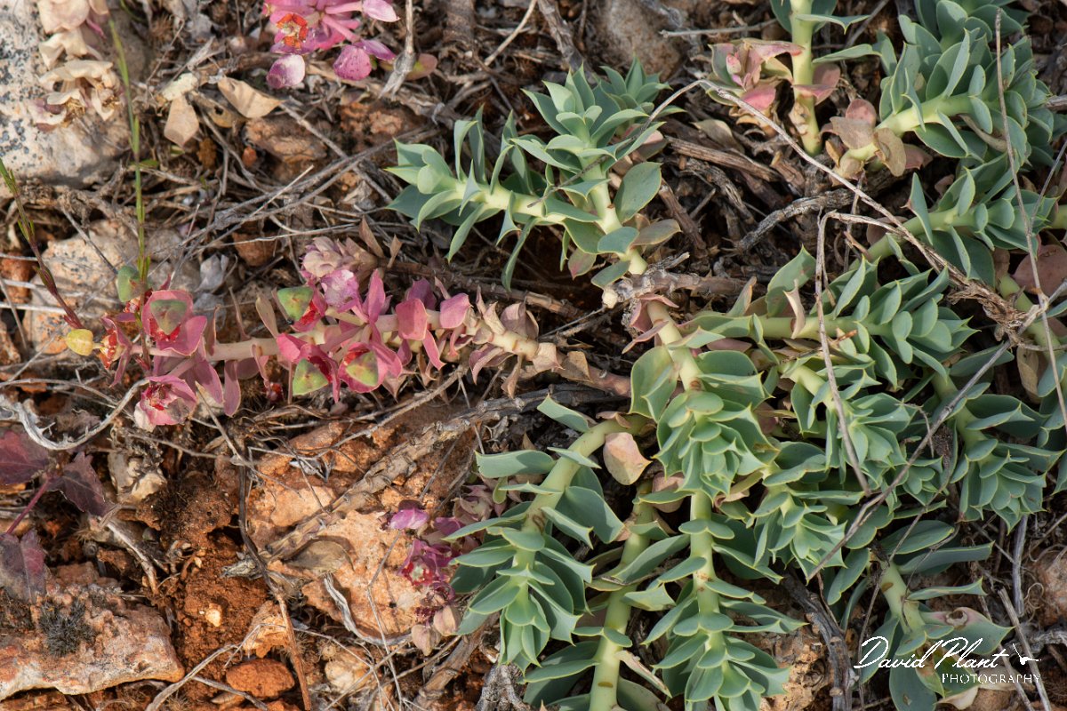 DPPhotography - Wildlife Photography - Bulgaria - Euphorbia myrsinites - A.jpg - Euphorbia myrsinites - Balgarevo steppe, Bulgaria