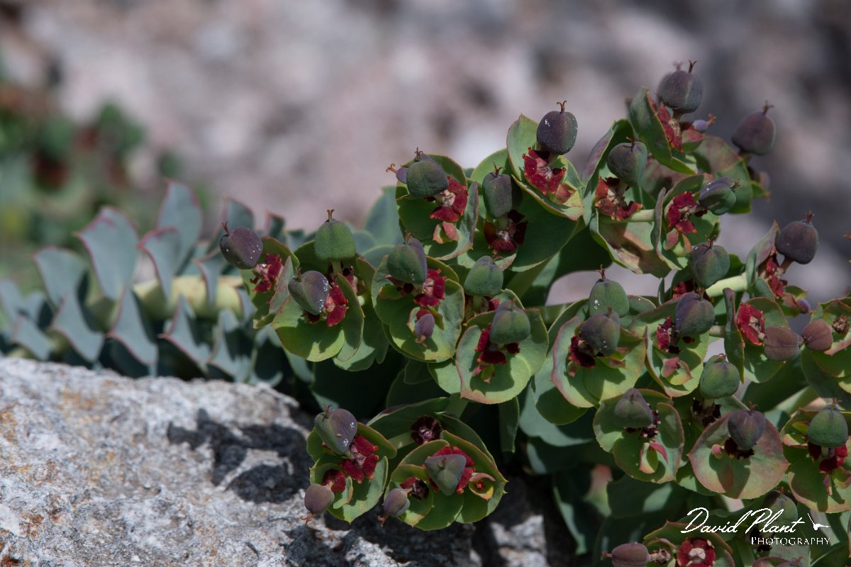 DPPhotography - Wildlife Photography - Bulgaria - Euphorbia myrsinites - E.jpg - Euphorbia myrsinites - Bolata Beach, Bulgaria