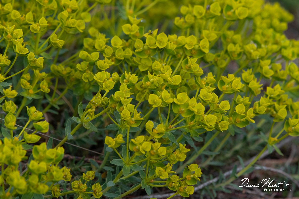 DPPhotography - Wildlife Photography - Bulgaria - Euphorbia nicaeensis - B.jpg - Euphorbia nicaeensis - Balgarevo steppe, Bulgaria