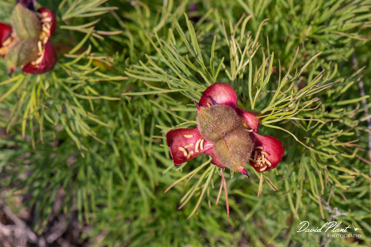 DPPhotography - Wildlife Photography - Bulgaria - Fernleaf peony, Paeonia tenuifolia - A.jpg - Fernleaf peony, Paeonia tenuifolia, seed pods - Balgarevo steppe, Bulgaria