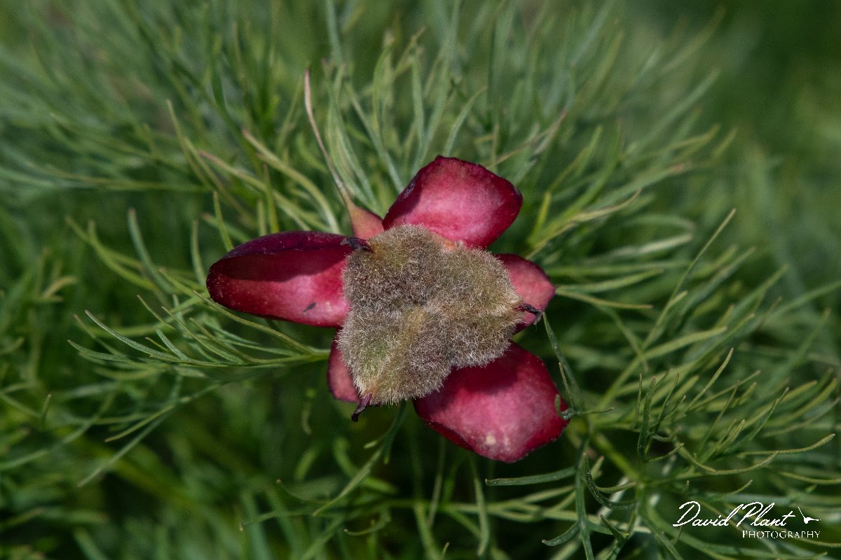 DPPhotography - Wildlife Photography - Bulgaria - Fernleaf peony, Paeonia tenuifolia - C.jpg - Fernleaf peony, Paeonia tenuifolia, seed pods - Balgarevo steppe, Bulgaria