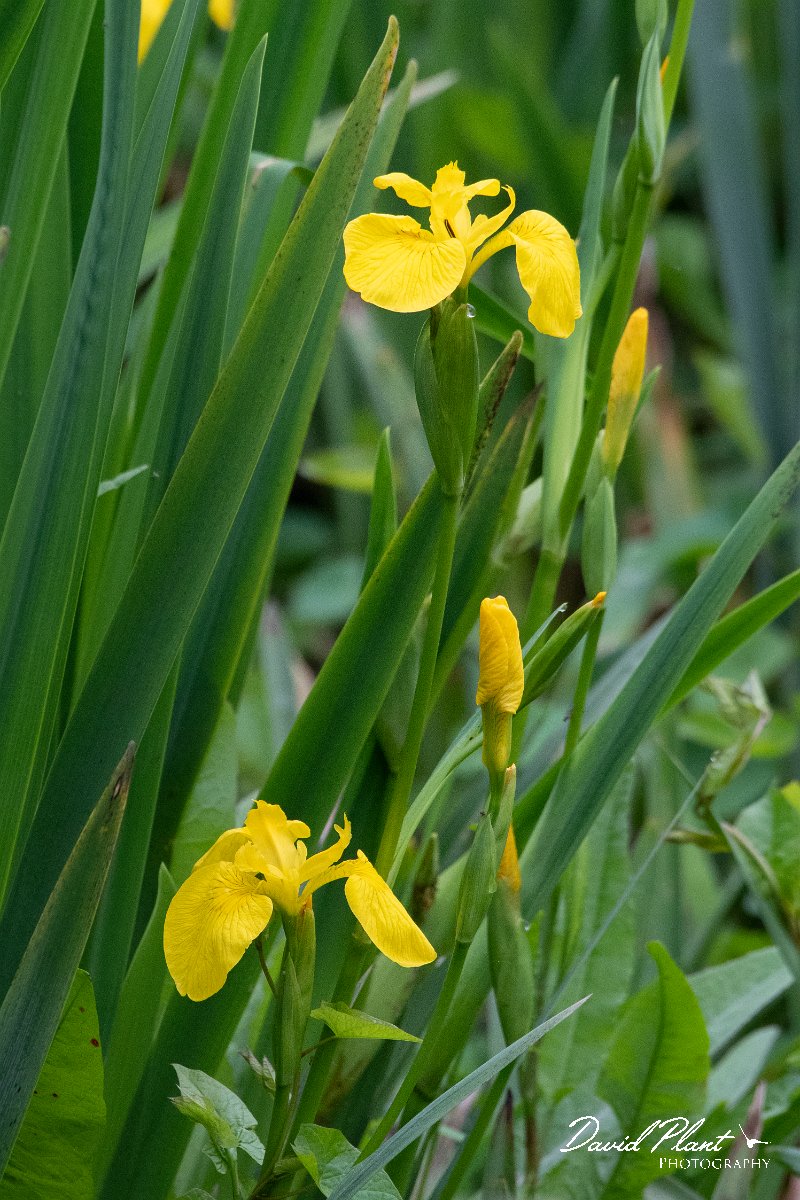 DPPhotography - Wildlife Photography - Bulgaria - Iris pseudacorus, yellow iris - B.jpg - Iris pseudacorus, yellow iris - Bolata Beach, Bulgaria