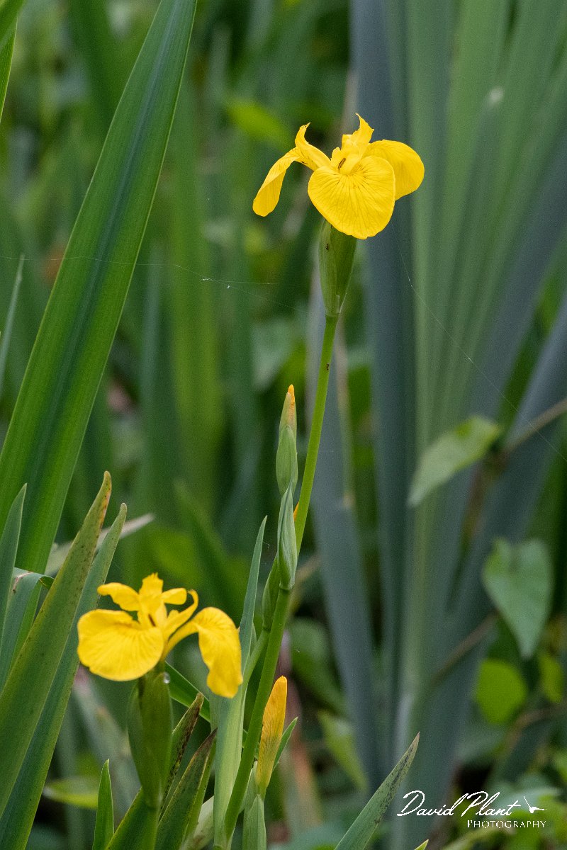 DPPhotography - Wildlife Photography - Bulgaria - Iris pseudacorus, yellow iris - C.jpg - Iris pseudacorus, yellow iris - Bolata Beach, Bulgaria