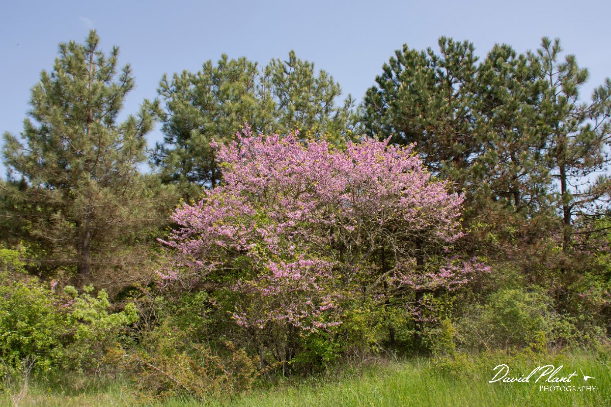 DPPhotography - Wildlife Photography - Bulgaria - Judas tree, Cercis siliquastrum - A.jpg - Judas tree, Cercis siliquastrum - Sveti Nikola, Bulgaria