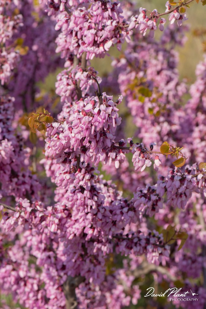 DPPhotography - Wildlife Photography - Bulgaria - Judas tree, Cercis siliquastrum - B.jpg - Judas tree, Cercis siliquastrum - Balgarevo steppe, Bulgaria