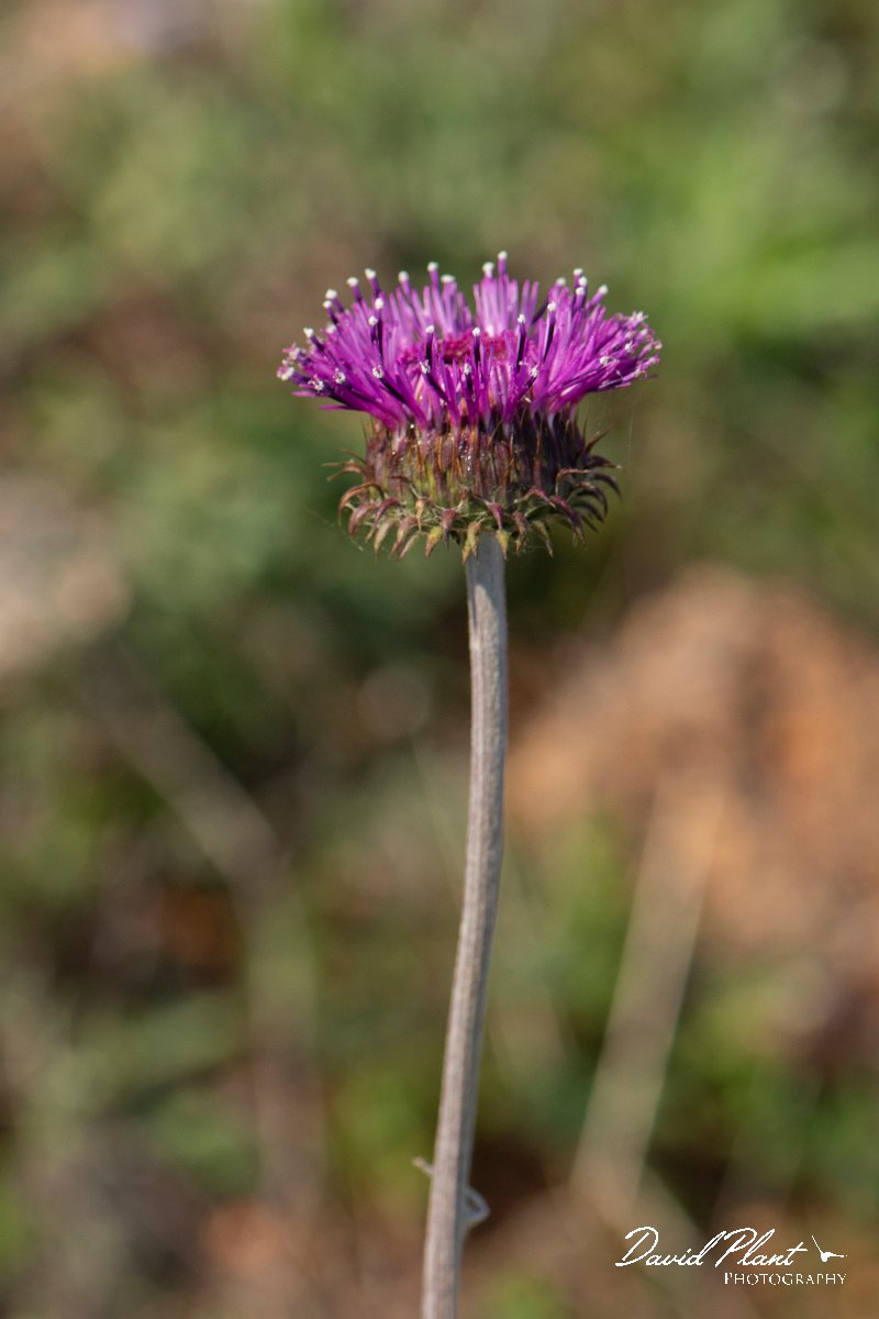 DPPhotography - Wildlife Photography - Bulgaria - Jurinea mollis - A.jpg - Jurinea mollis - Balgarevo steppe, Bulgaria
