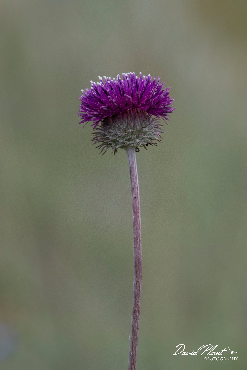 DPPhotography - Wildlife Photography - Bulgaria - Jurinea mollis - B.jpg - Jurinea mollis - Bolata Beach, Bulgaria