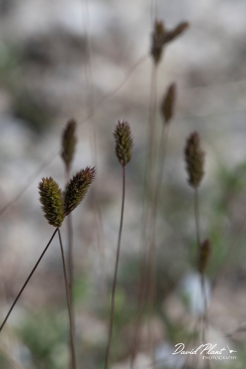 DPPhotography - Wildlife Photography - Bulgaria - Koeleria brevis - A.jpg - Koeleria brevis - Balgarevo steppe, Bulgaria