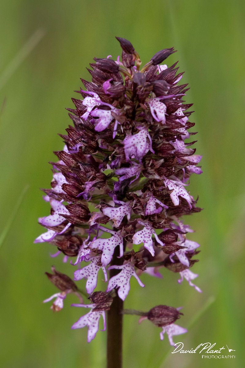 DPPhotography - Wildlife Photography - Bulgaria - Lady orchid, Orchis purpurea - A.jpg - Lady orchid, Orchis purpurea - Balata Forest, Bulgaria