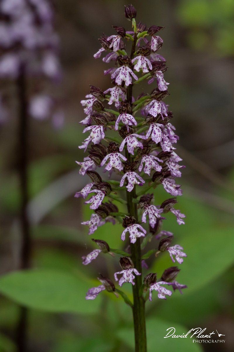DPPhotography - Wildlife Photography - Bulgaria - Lady orchid, Orchis purpurea - B.jpg - Lady orchid, Orchis purpurea - Balchik, Bulgaria