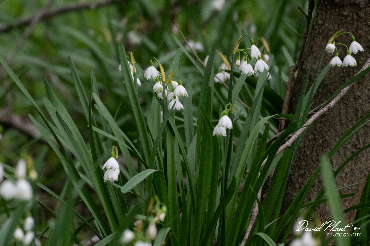 DPPhotography - Wildlife Photography - Bulgaria - Leucojum aestivum, Summer snowflake - A.jpg - Leucojum aestivum, Summer snowflake - Balata Forest, Bulgaria