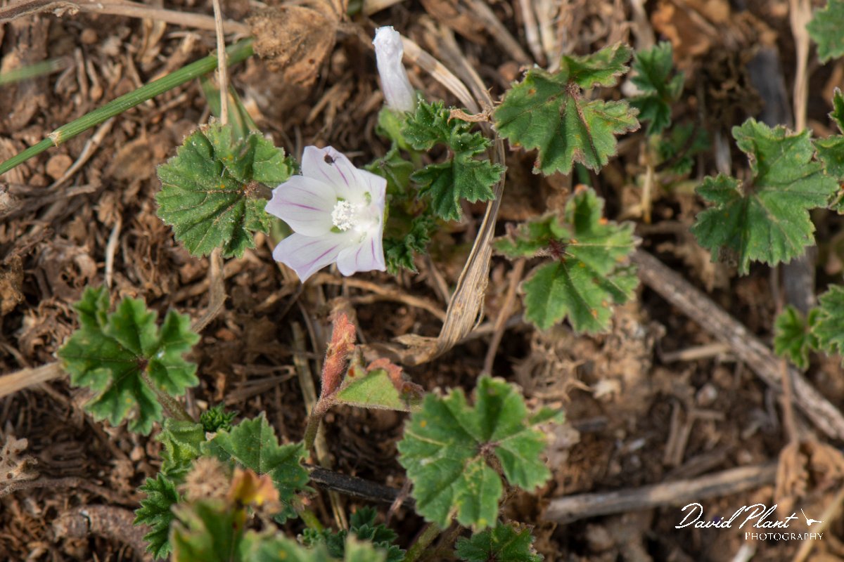 DPPhotography - Wildlife Photography - Bulgaria - Malva neglecta, dwarf mallow - A.jpg - Malva neglecta, dwarf mallow - Balgarevo steppe, Bulgaria