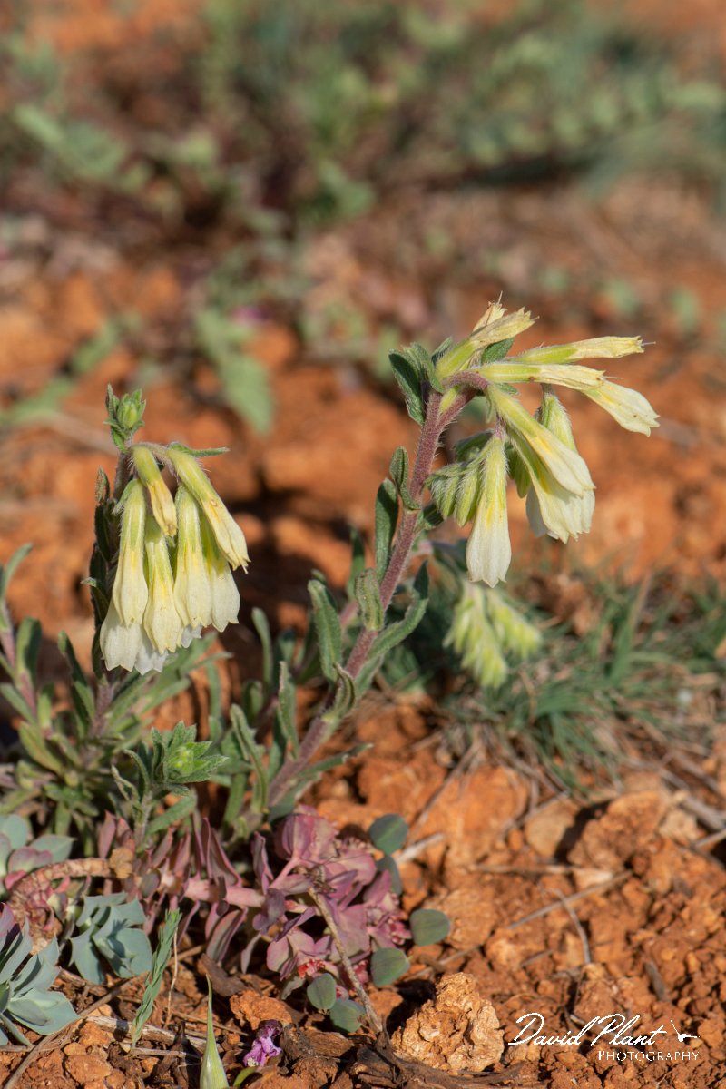 DPPhotography - Wildlife Photography - Bulgaria - Onosma echioides - A.jpg - Onosma echioides - Balgarevo steppe, Bulgaria