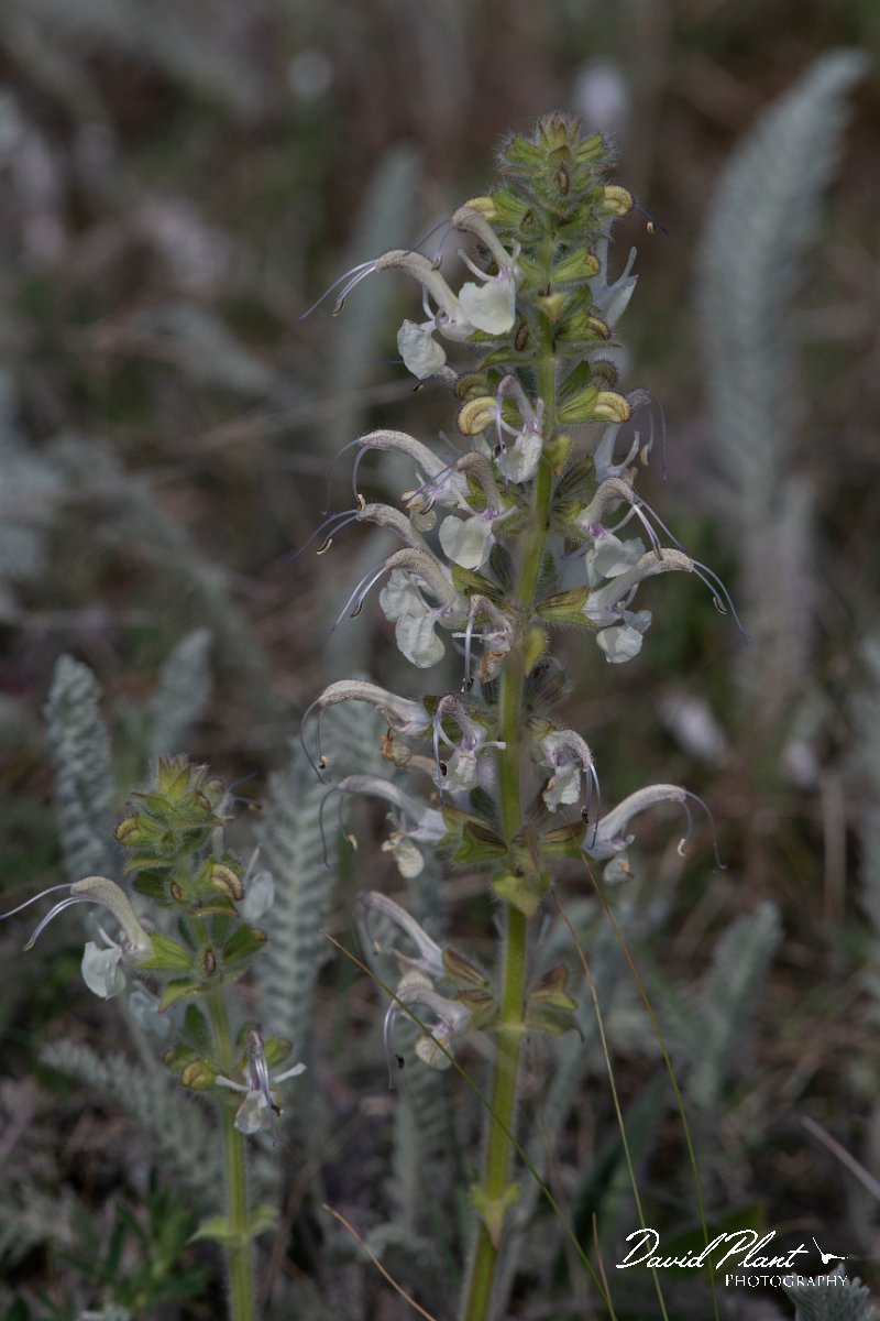 DPPhotography - Wildlife Photography - Bulgaria - Salvia argentea - A.jpg - Salvia argentea - Balgarevo steppe, Bulgaria