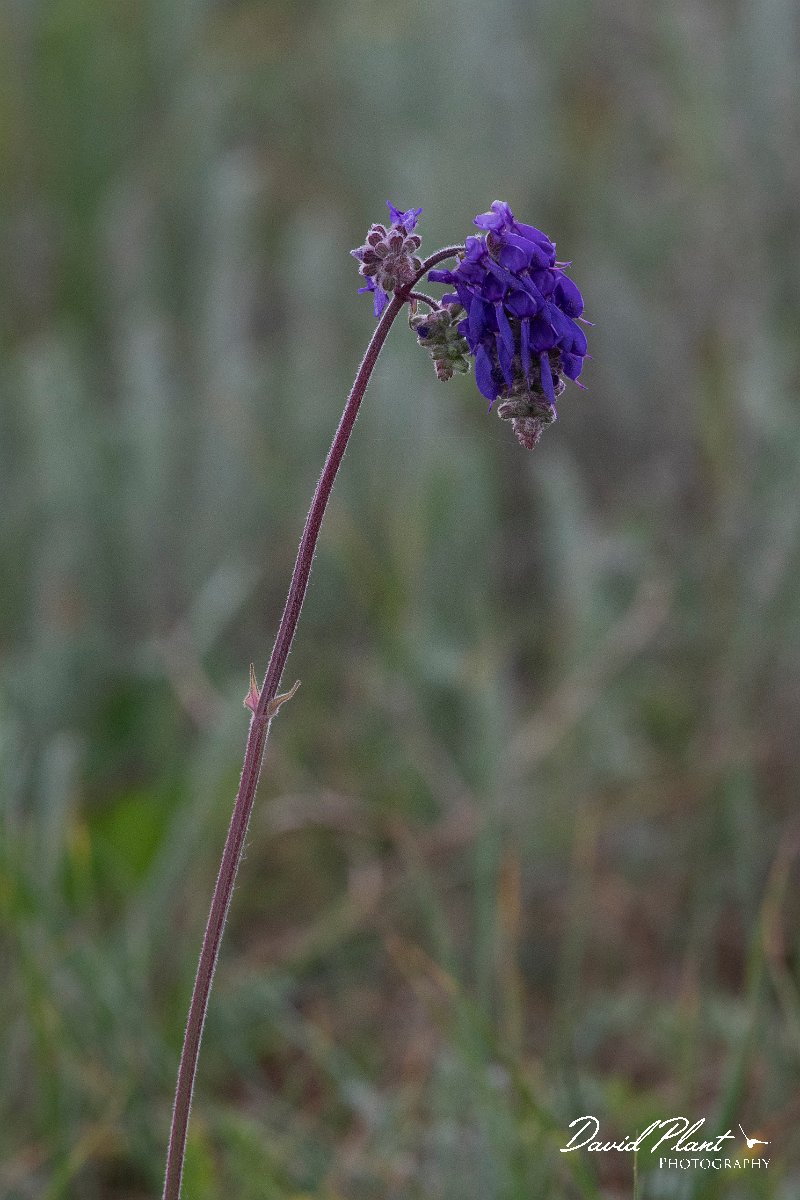 DPPhotography - Wildlife Photography - Bulgaria - Salvia nutans, nodding sage - A.jpg - Salvia nutans, nodding sage - Balgarevo steppe, Bulgaria