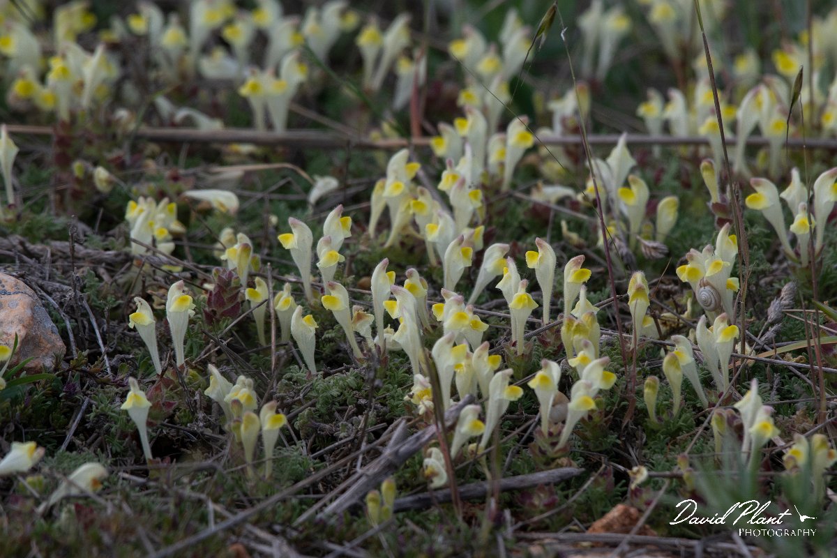 DPPhotography - Wildlife Photography - Bulgaria - Scutellaria orientalis subsp. pinnatifida - C.jpg - Scutellaria orientalis subsp. pinnatifida - Balgarevo steppe, Bulgaria