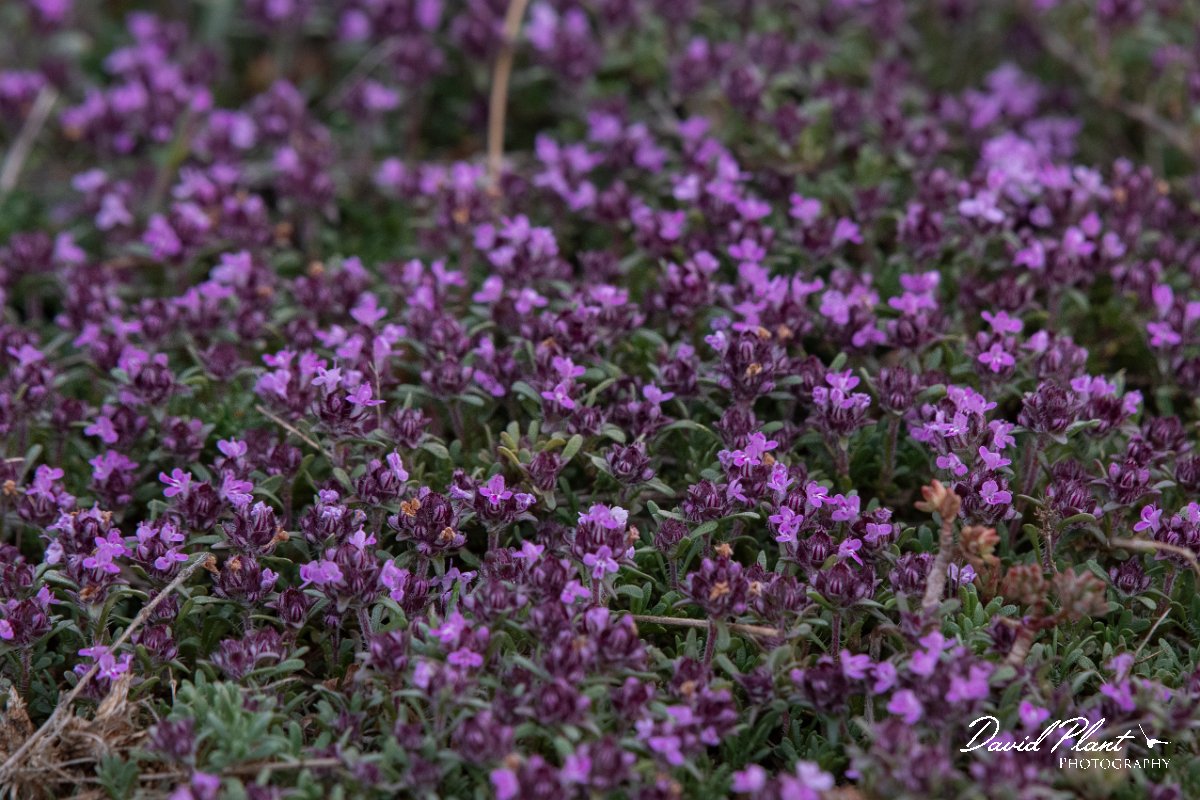 DPPhotography - Wildlife Photography - Bulgaria - Thymus callieri - A.jpg - Thymus callieri - Balgarevo steppe, Bulgaria