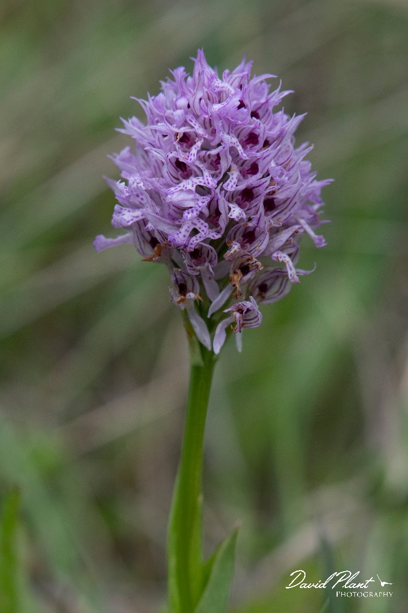 DPPhotography - Wildlife Photography - Bulgaria - Toothed orchid, Neotinea tridentata - B.jpg - Toothed orchid, Neotinea tridentata - Raptor watch point, Bulgaria