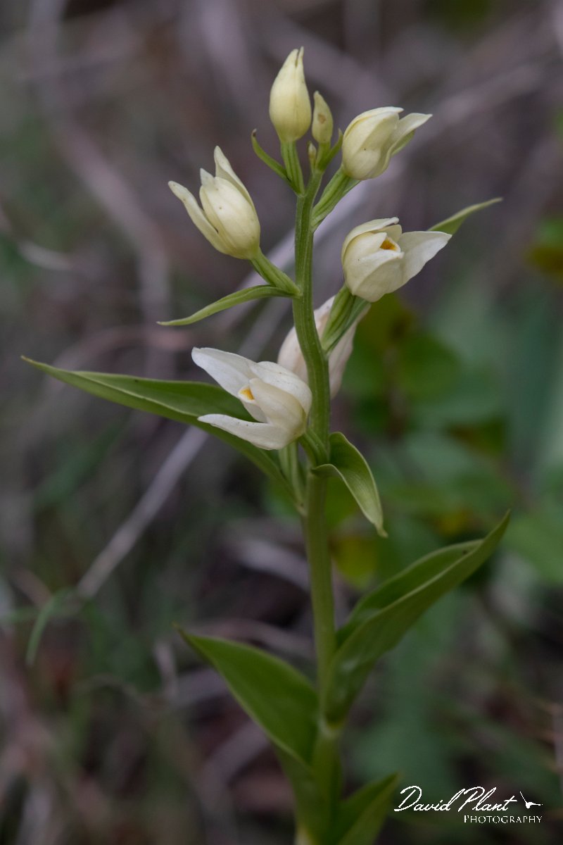 DPPhotography - Wildlife Photography - Bulgaria - White helleborine, Cephalanthera damasonium - A.jpg - White helleborine, Cephalanthera damasonium - Raptor watch point, Bulgaria