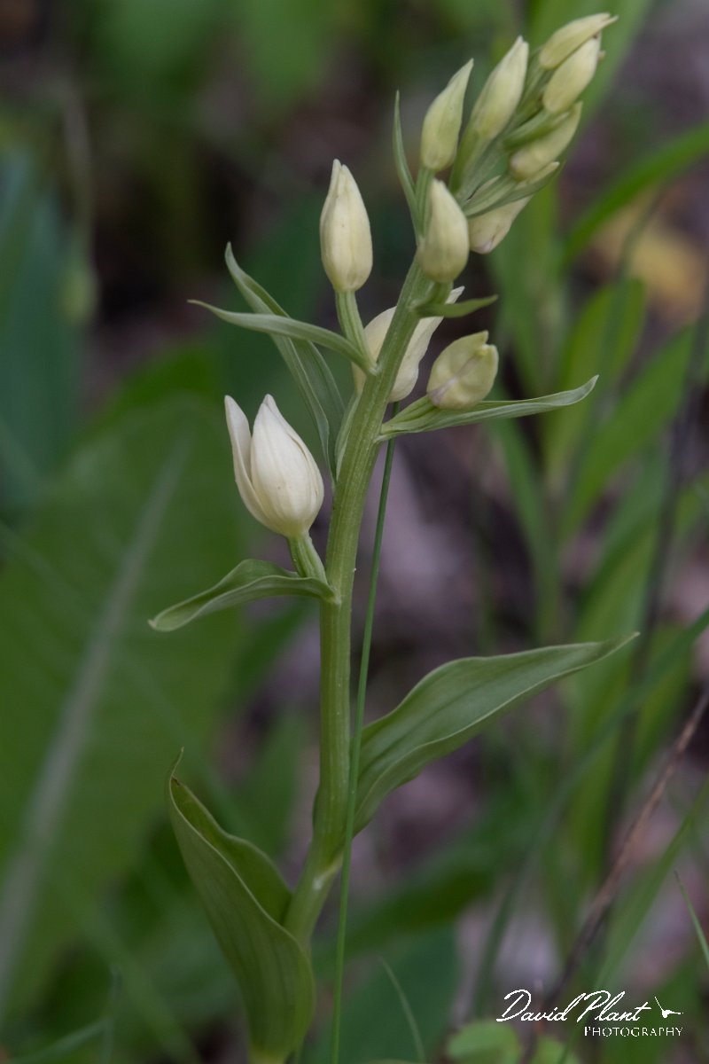 DPPhotography - Wildlife Photography - Bulgaria - White helleborine, Cephalanthera damasonium - B.jpg - White helleborine, Cephalanthera damasonium - Raptor watch point, Bulgaria