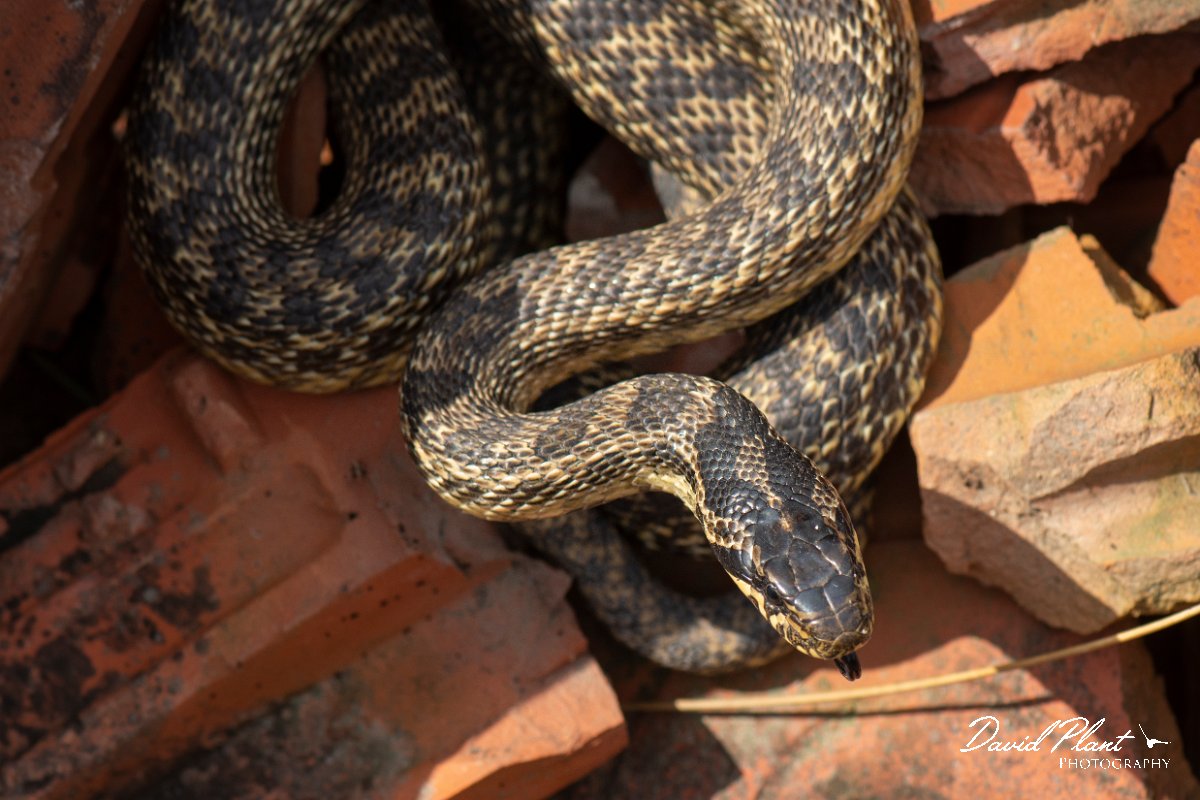 DPPhotography - Wildlife Photography - Bulgaria - Blotched snake - C.jpg - Blotched snake - Lake Atanasovsko, Bulgaria
