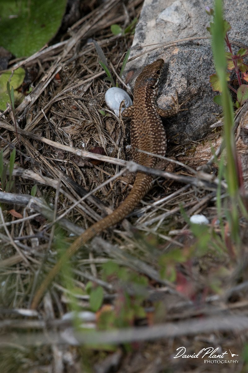 DPPhotography - Wildlife Photography - Bulgaria - Common wall lizard - B.jpg - Common wall lizard - Bolata Beach, Bulgaria
