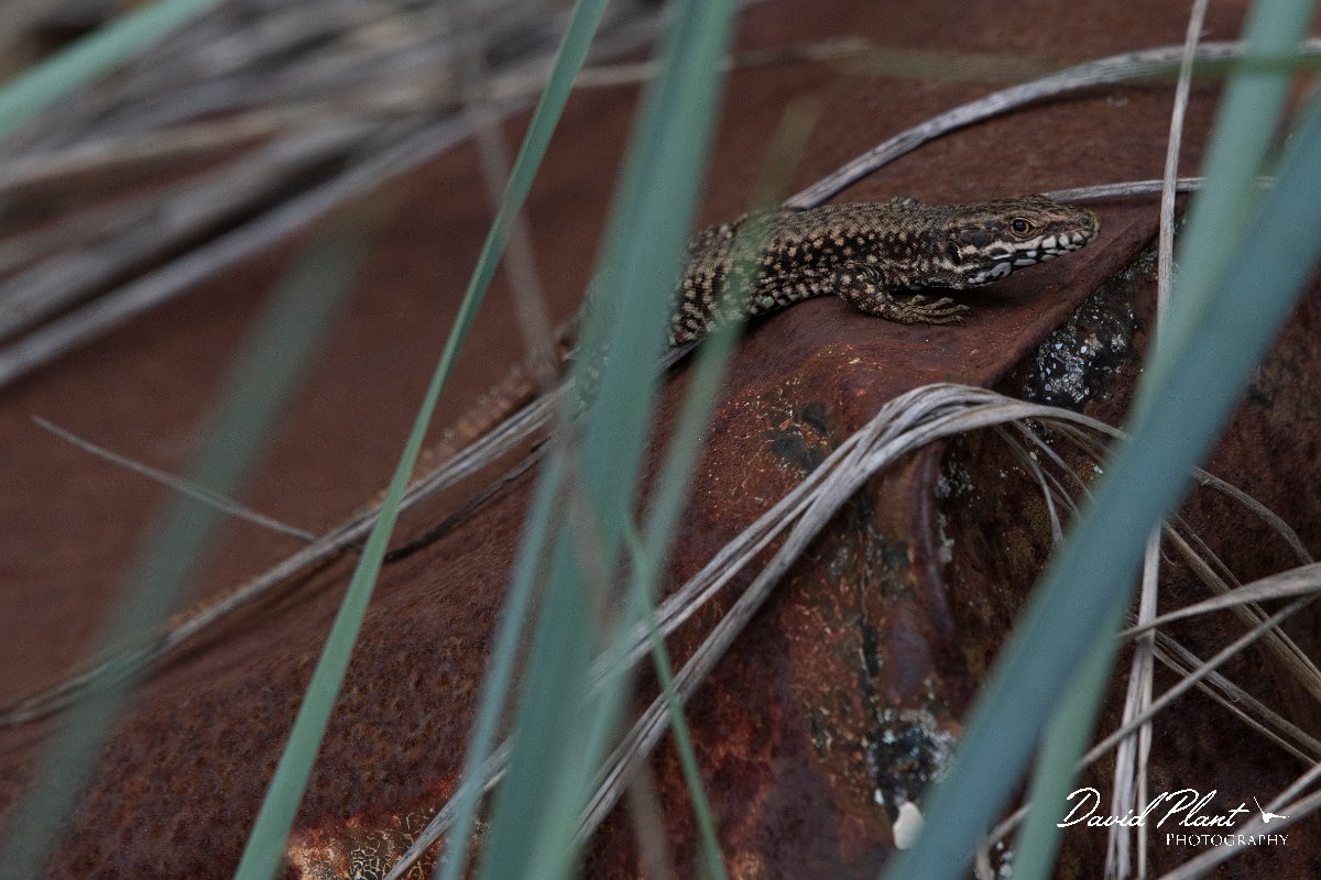 DPPhotography - Wildlife Photography - Bulgaria - Common wall lizard - C.jpg - Common wall lizard - Bolata Beach, Bulgaria