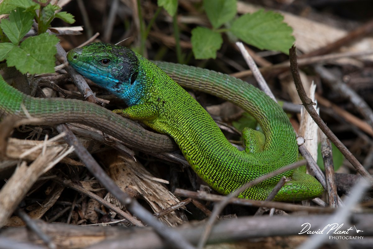 DPPhotography - Wildlife Photography - Bulgaria - Eastern green lizard - A.jpg - Eastern green lizard, male - Bolata Beach, Bulgaria