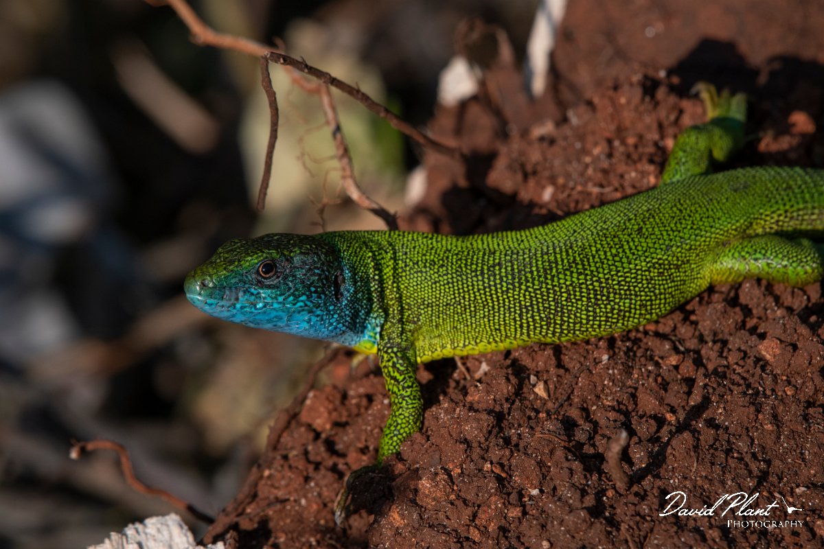 DPPhotography - Wildlife Photography - Bulgaria - Eastern green lizard - C.jpg - Eastern green lizard, male - Bolata Beach, Bulgaria