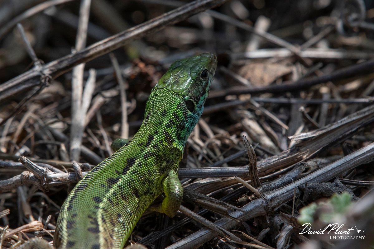 DPPhotography - Wildlife Photography - Bulgaria - Eastern green lizard - D.jpg - Eastern green lizard - Bolata Beach, Bulgaria
