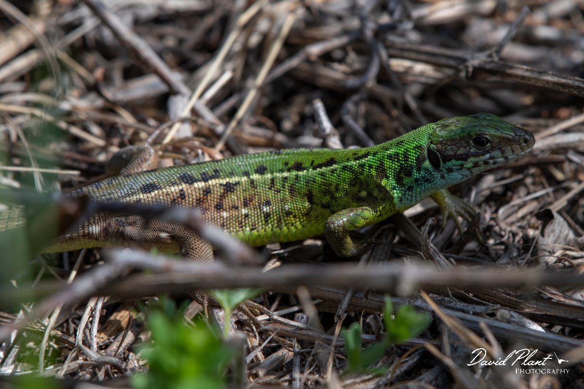 DPPhotography - Wildlife Photography - Bulgaria - Eastern green lizard - E.jpg - Eastern green lizard - Bolata Beach, Bulgaria