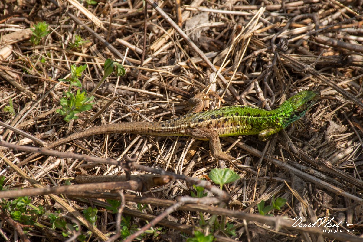 DPPhotography - Wildlife Photography - Bulgaria - Eastern green lizard - F.jpg - Eastern green lizard - Bolata Beach, Bulgaria