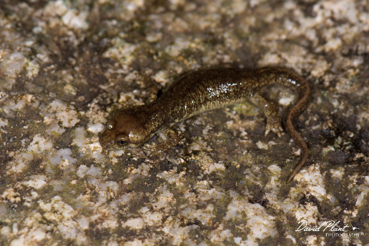 DPPhotography - Corsica - Corsican brook salamander - A.jpg - Corsican brook salamander - Vezzani, Corsica