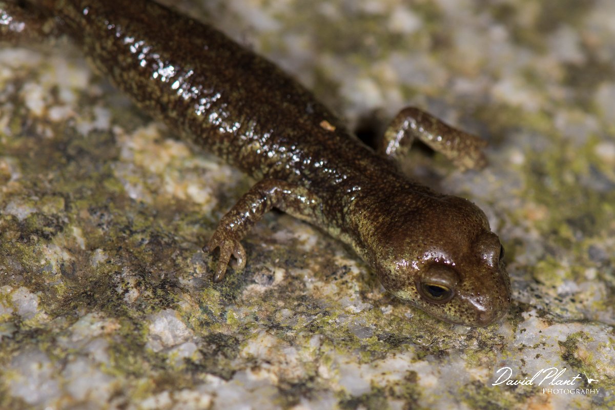 DPPhotography - Corsica - Corsican brook salamander - C.jpg - Corsican brook salamander - Vezzani, Corsica