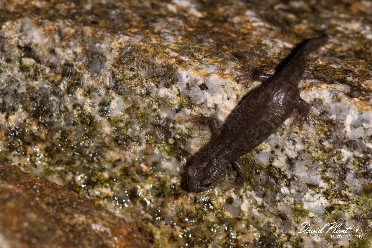 DPPhotography - Corsica - Corsican brook salamander - H.jpg - Corsican brook salamander - Vezzani, Corsica