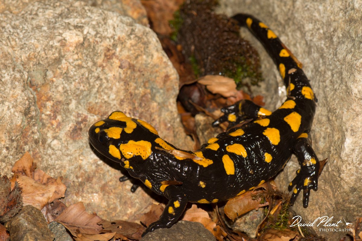 DPPhotography - Corsica - Corsican fire salamander - C.jpg - Corsican fire salamander - Cascade de Anglais, Corsica