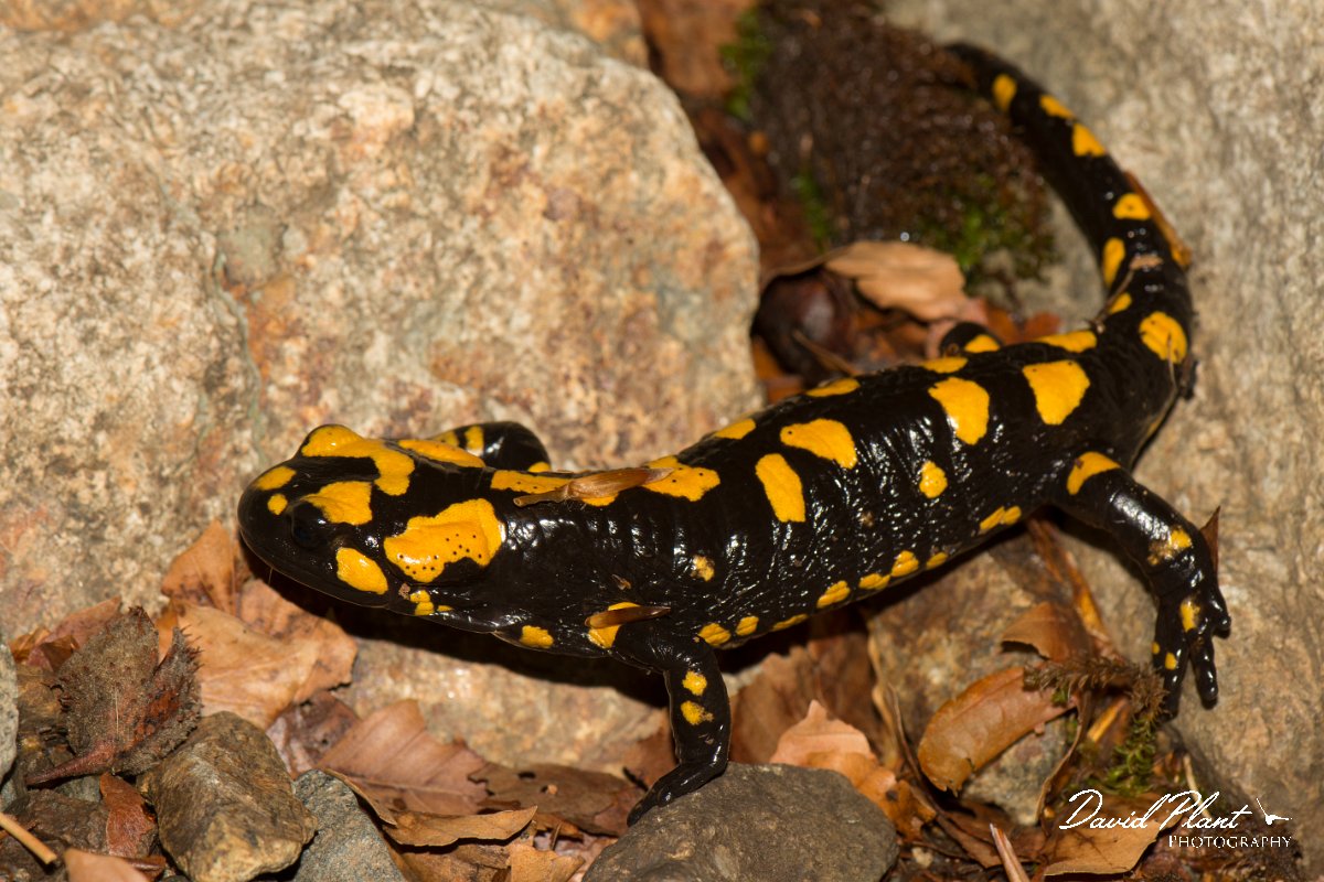 DPPhotography - Corsica - Corsican fire salamander - D.jpg - Corsican fire salamander - Cascade de Anglais, Corsica
