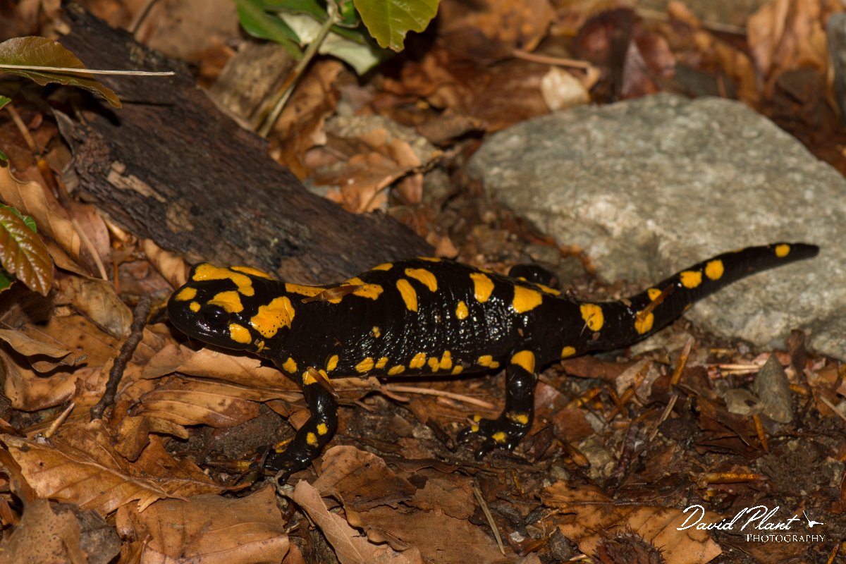 DPPhotography - Corsica - Corsican fire salamander - G.jpg - Corsican fire salamander - Cascade de Anglais, Corsica