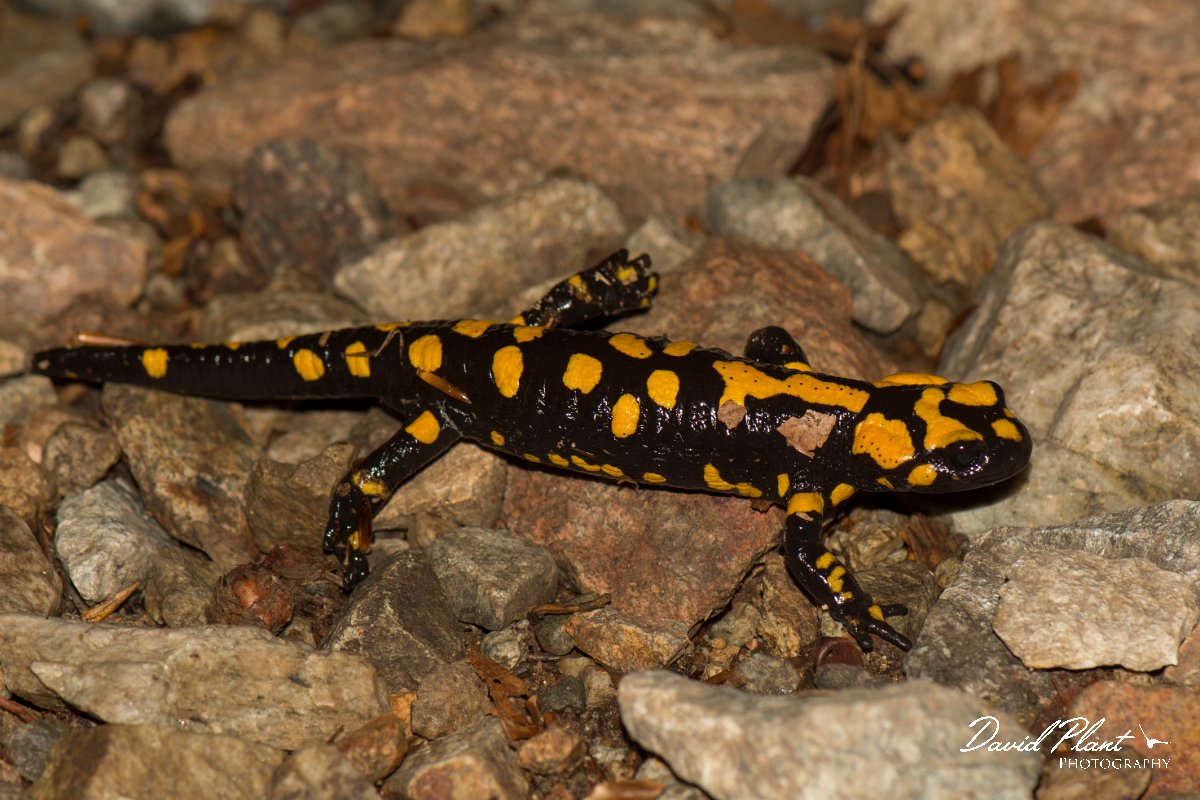 DPPhotography - Corsica - Corsican fire salamander - K.jpg - Corsican fire salamander - Cascade de Anglais, Corsica