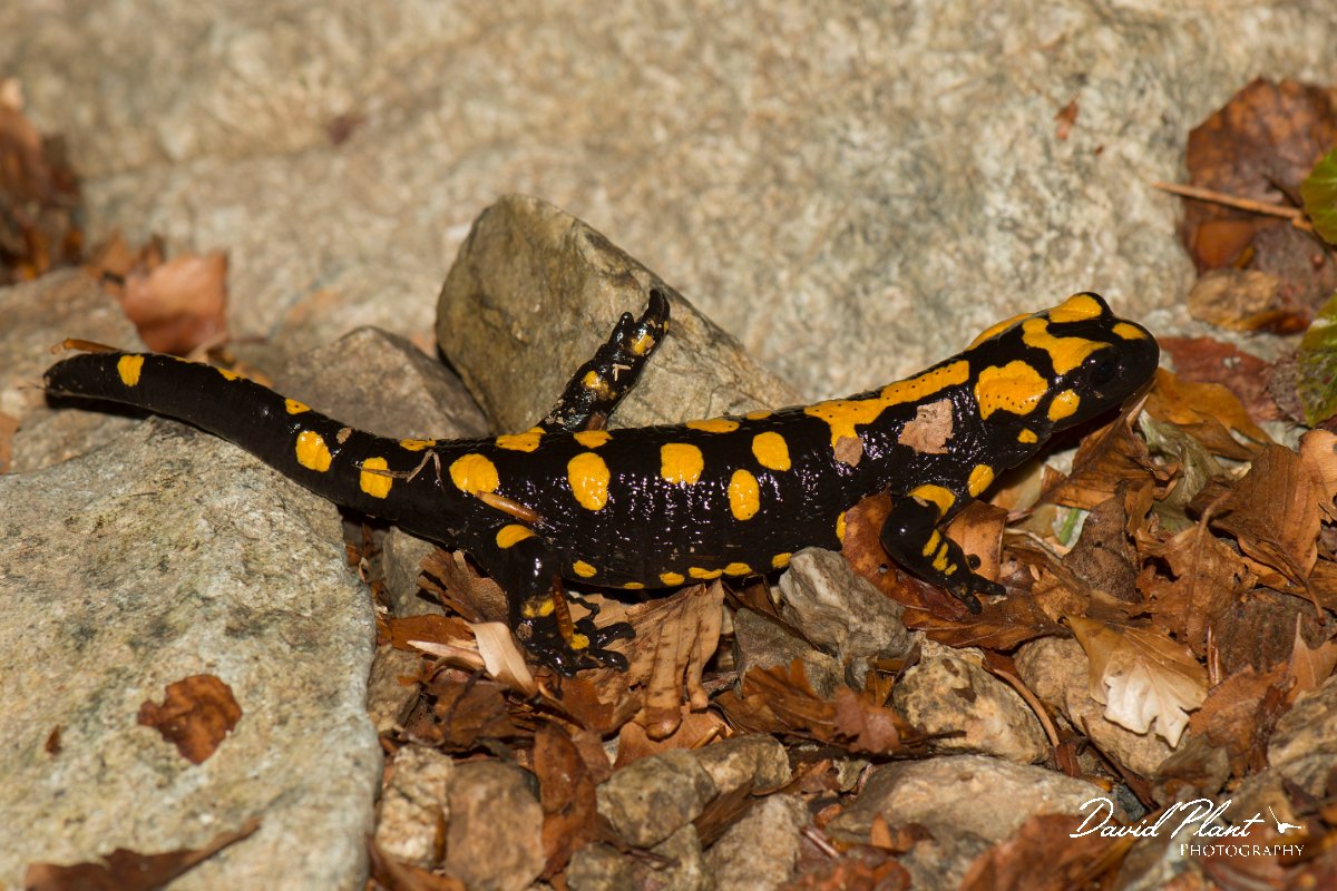 DPPhotography - Corsica - Corsican fire salamander - L.jpg - Corsican fire salamander - Cascade de Anglais, Corsica