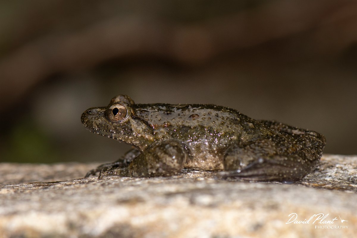 DPPhotography - Corsica - Corsican painted frog - B.jpg - Corsican painted frog - Verghello Valley, Corsica